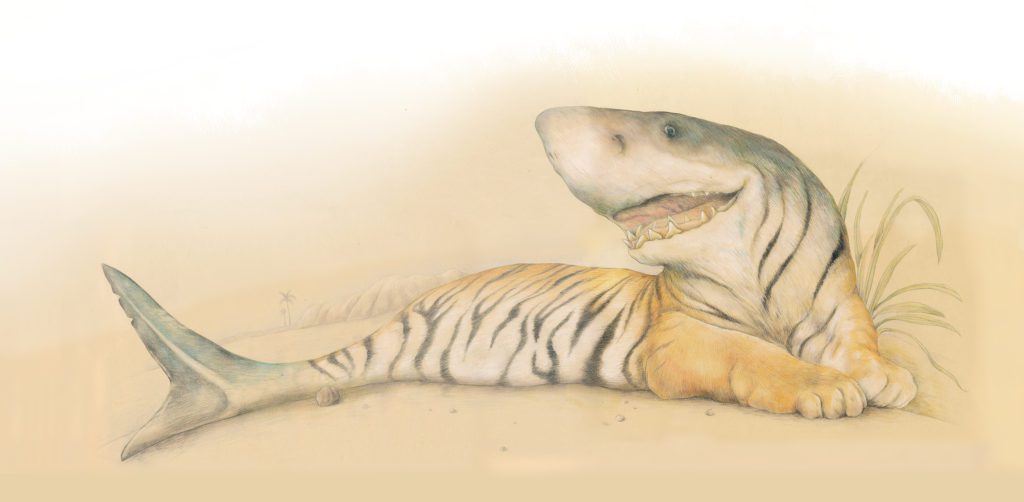 Tijgerhaai prentenboek Marlies Verhelst Bigkikker