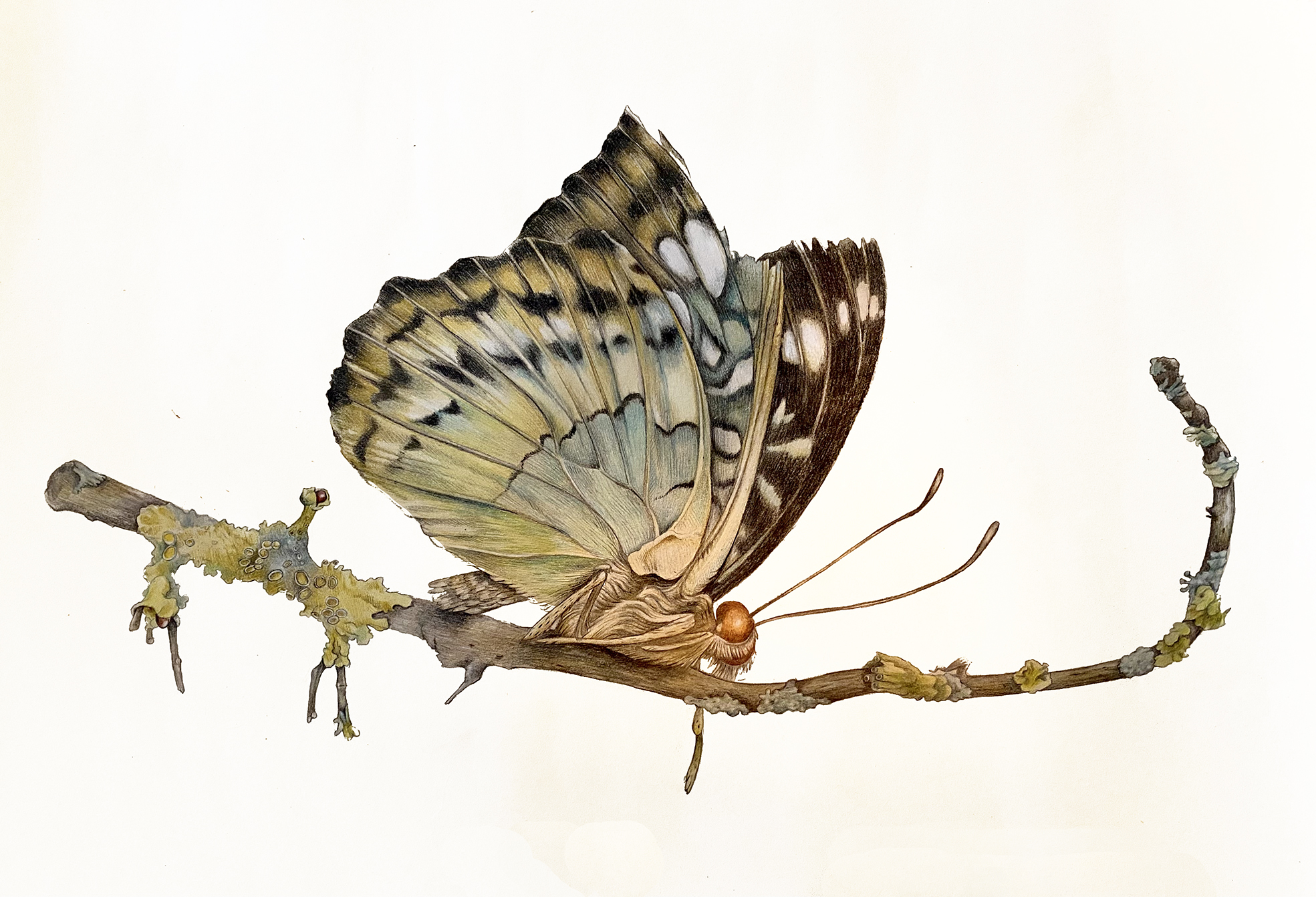 natuur -vlinder op tak met mos- illustratie - tekening - natuur - kleurpotlood